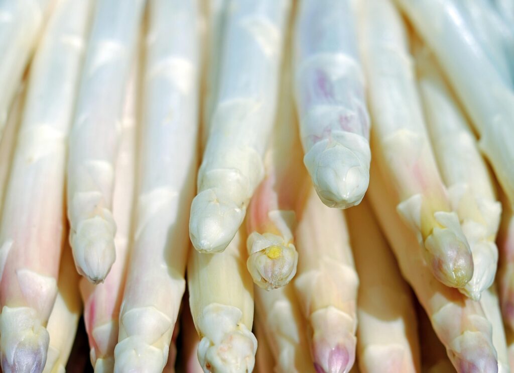 asparagus, white, white asparagus, vegetables, stalks, close up, harvest, produce, organic, fresh produce, fresh, food, nutrition, raw, raw vegetables, asparagus, asparagus, asparagus, asparagus, asparagus, white asparagus